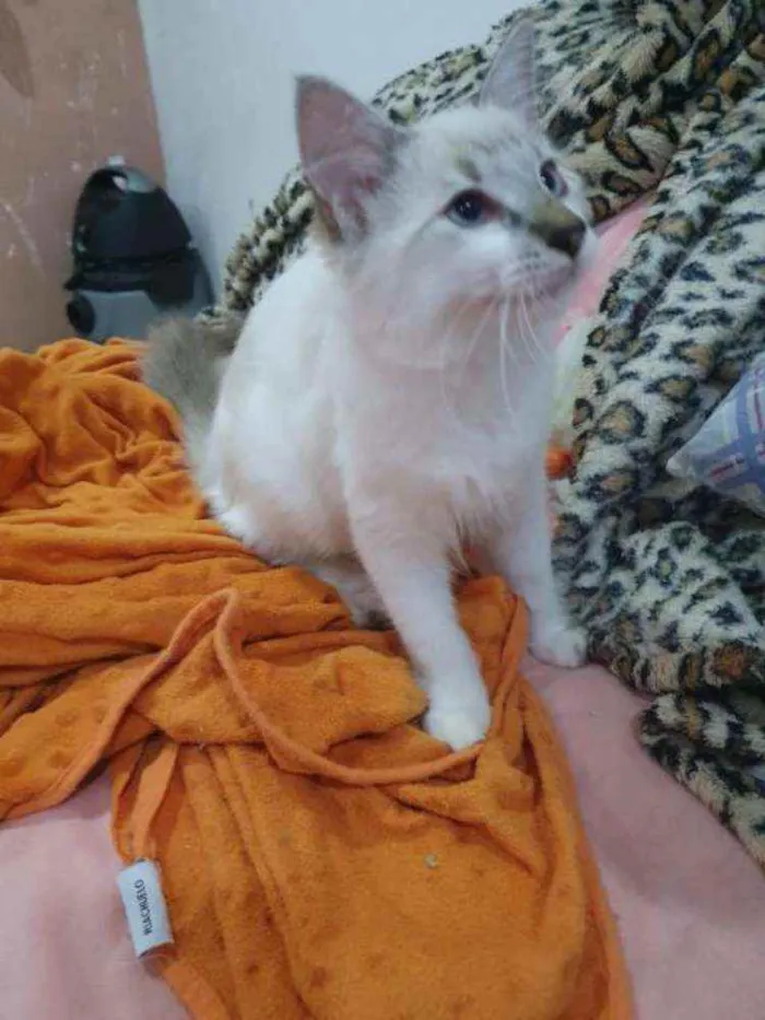 Gato ra a SRD idade 2 a 6 meses nome ..........
