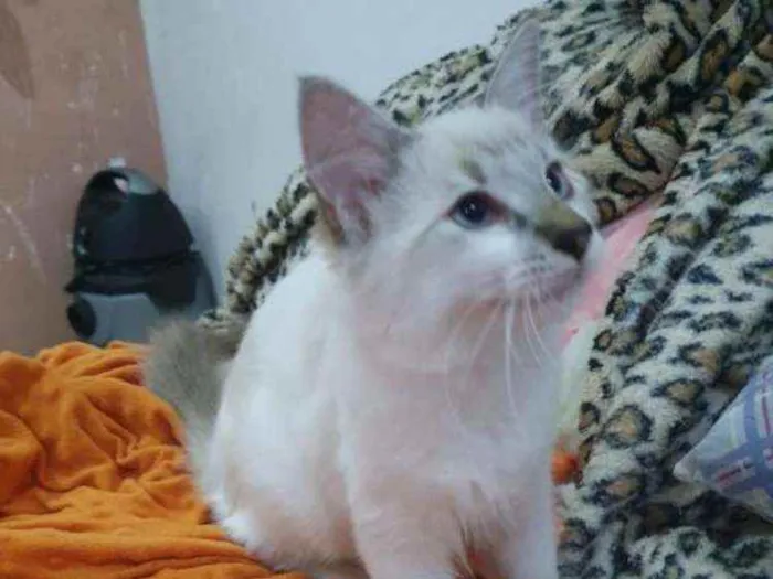 Gato ra a SRD idade 2 a 6 meses nome ..........