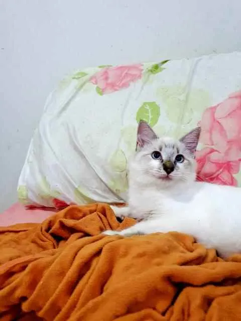 Gato ra a SRD idade 2 a 6 meses nome ..........
