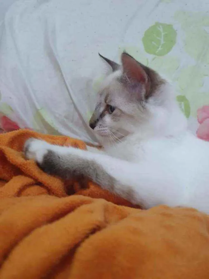 Gato ra a SRD idade 2 a 6 meses nome ..........