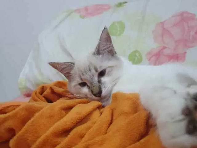 Gato ra a SRD idade 2 a 6 meses nome ..........