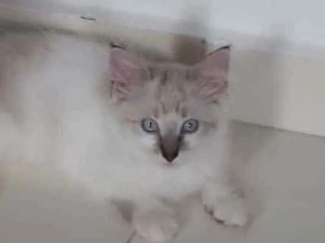 Gato ra a SRD idade 2 a 6 meses nome ..........