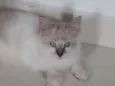 ..........