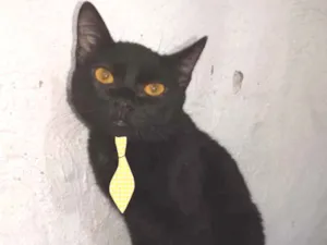 Gato raça SRD idade 2 a 6 meses nome Juca 