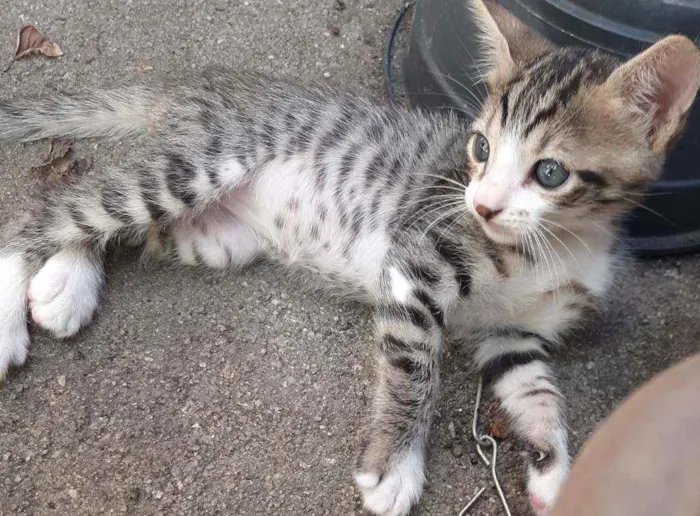 Gato raça ..... idade Abaixo de 2 meses nome Tigrinho