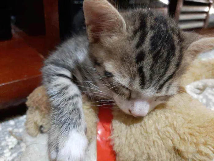 Gato raça ..... idade Abaixo de 2 meses nome Tigrinho