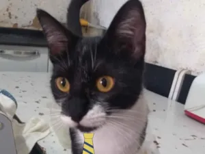 Gato raça SRD idade 2 a 6 meses nome Chico 