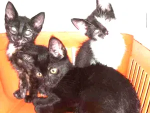 Gato raça SRD idade 2 a 6 meses nome .........