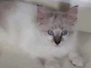 Gato raça SRD idade 2 a 6 meses nome ..........
