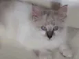 ..........