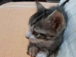 Gato raça ..... idade Abaixo de 2 meses nome Tigrinho