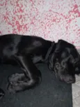 Cachorro raça Indefinida idade 2 a 6 meses nome Neguinho