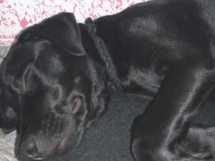 Cachorro raça Indefinida idade 2 a 6 meses nome Neguinho