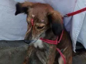 Cachorro raça SRD idade 1 ano nome Leid