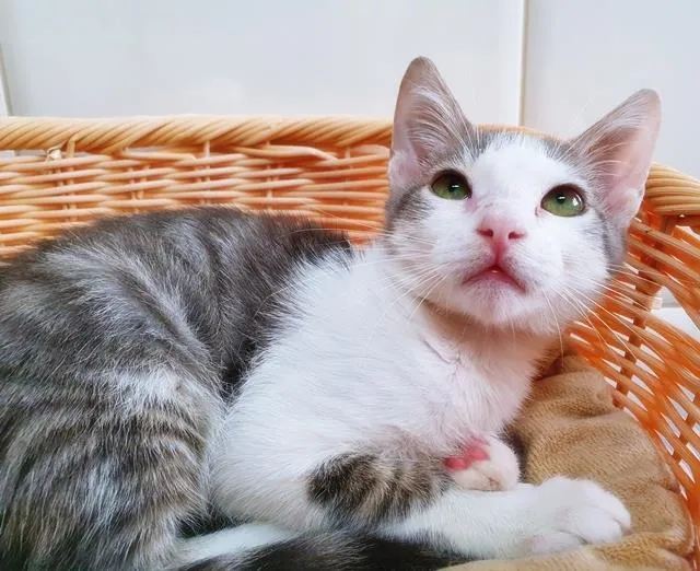 Gato raça SRD idade 2 a 6 meses nome OTAVIANO FLASH