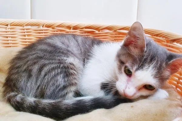 Gato raça SRD idade 2 a 6 meses nome OTAVIANO FLASH