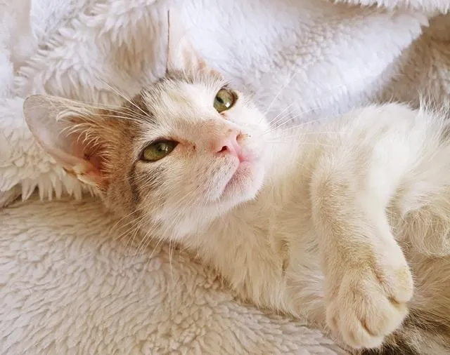 Gato raça SRD idade 2 a 6 meses nome OTAVIANO FLASH