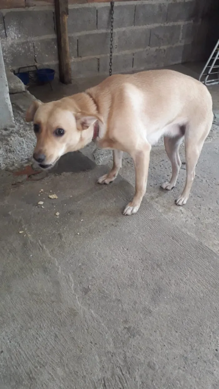 Cachorro ra a Viralata idade 1 ano nome Perola