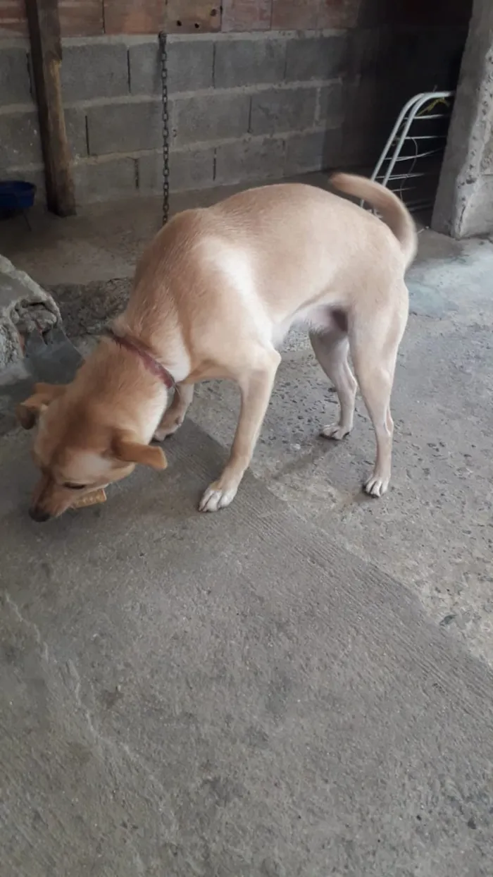 Cachorro ra a Viralata idade 1 ano nome Perola