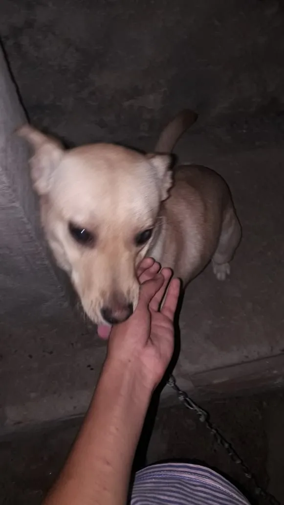 Cachorro ra a Viralata idade 1 ano nome Perola