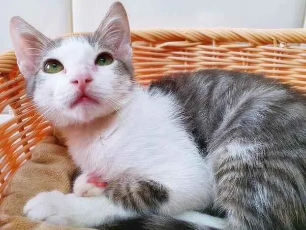 Gato raça SRD idade 2 a 6 meses nome OTAVIANO FLASH