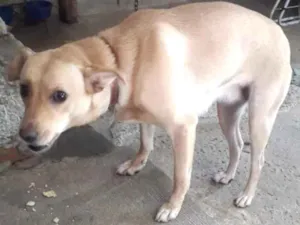 Cachorro raça Viralata idade 1 ano nome Perola