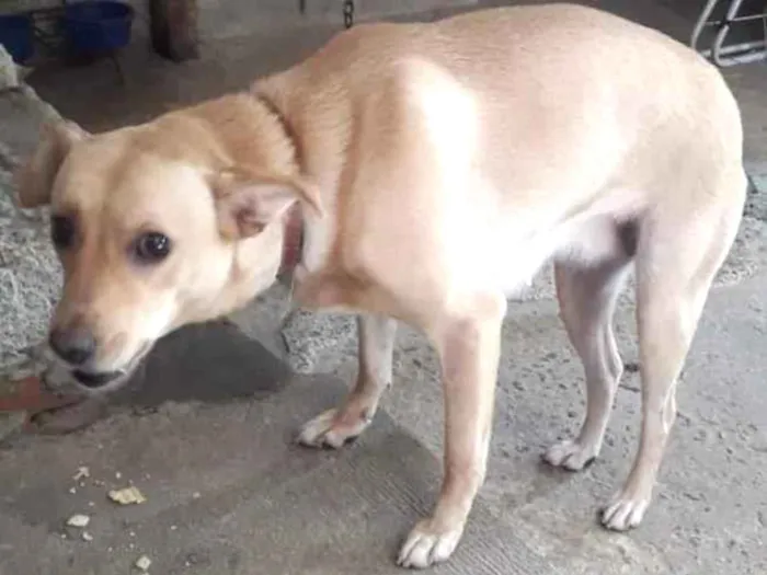 Cachorro ra a Viralata idade 1 ano nome Perola