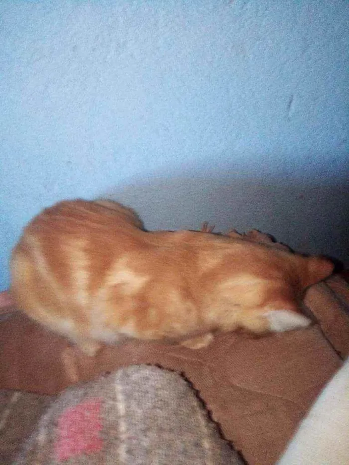 Gato ra a Não lembro idade  nome Garfild