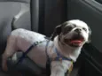 Marley