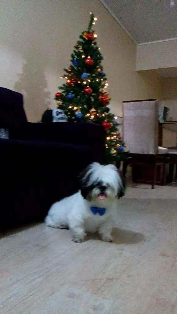 Cachorro ra a Shitzu idade 6 ou mais anos nome Marley