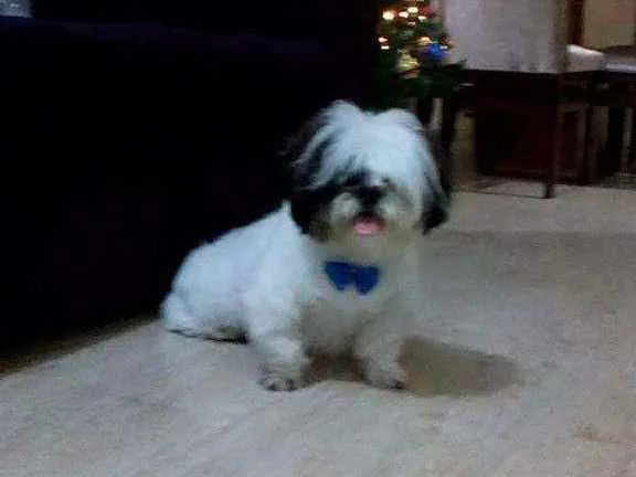 Cachorro ra a Shitzu idade 6 ou mais anos nome Marley