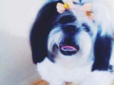 Cachorro ra a Shitzu idade 6 ou mais anos nome Marley