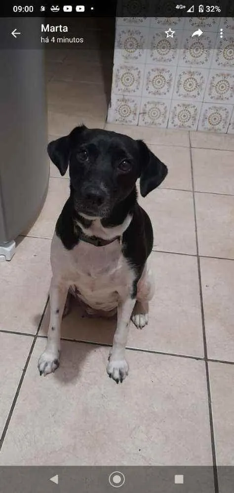 Cachorro ra a SRD idade 2 anos nome Bibi