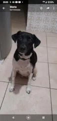 Bibi