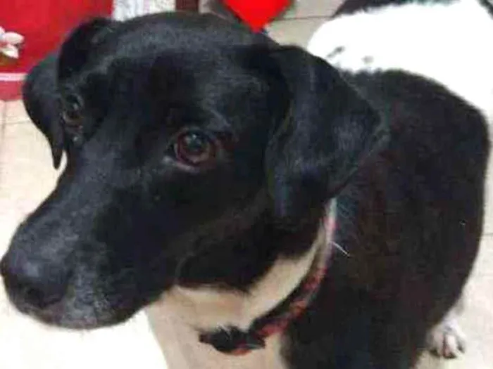 Cachorro ra a SRD idade 2 anos nome Bibi