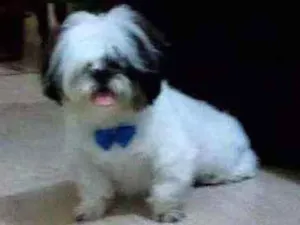 Cachorro raça Shitzu idade 6 ou mais anos nome Marley