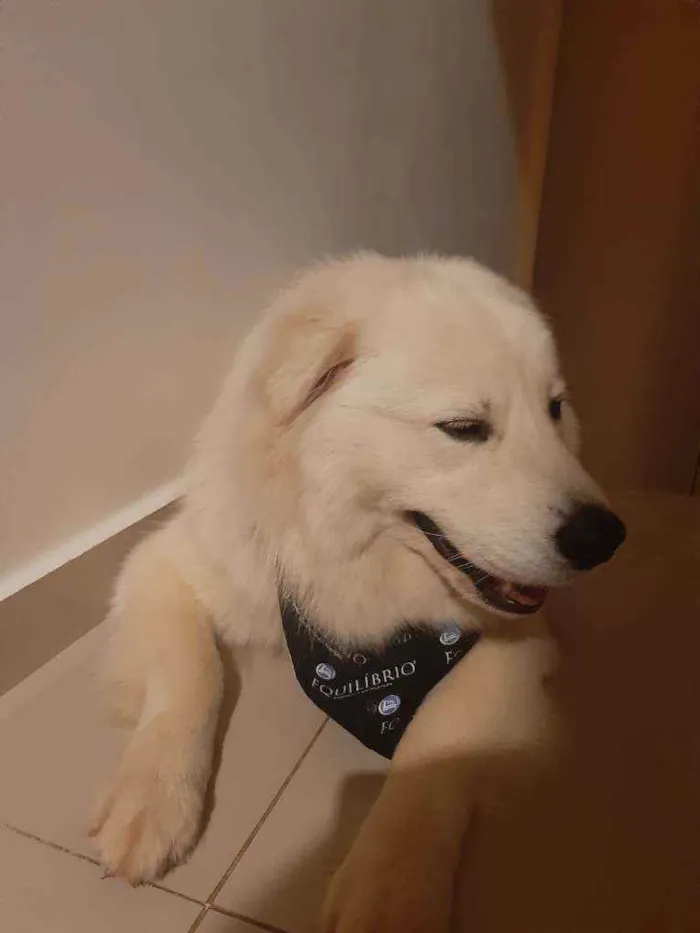 Cachorro ra a  idade 1 ano nome Snow
