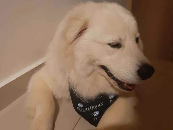 Cachorro ra a  idade 1 ano nome Snow