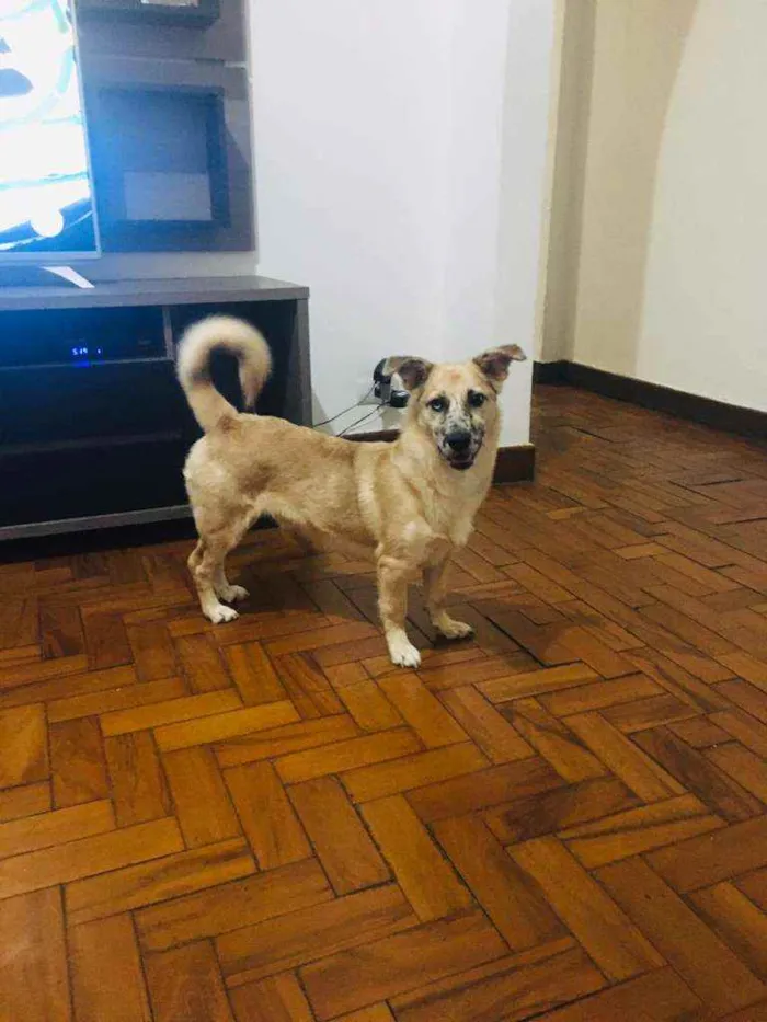 Cachorro raça SRD idade 1 ano nome Tom