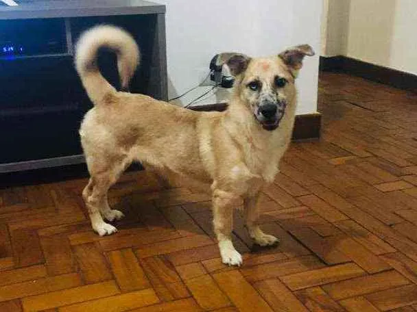 Cachorro raça SRD idade 1 ano nome Tom