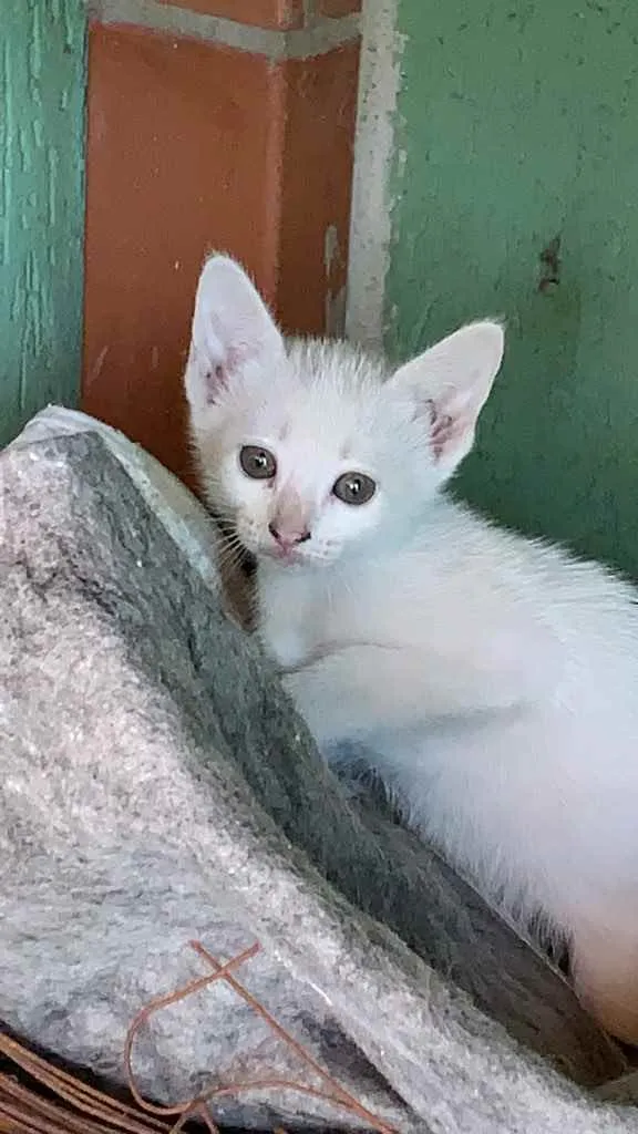 Gato ra a Sem raça especifica idade Abaixo de 2 meses nome Um macho e uma fêmea