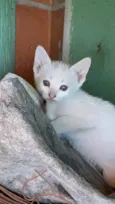 Um macho e uma fêmea