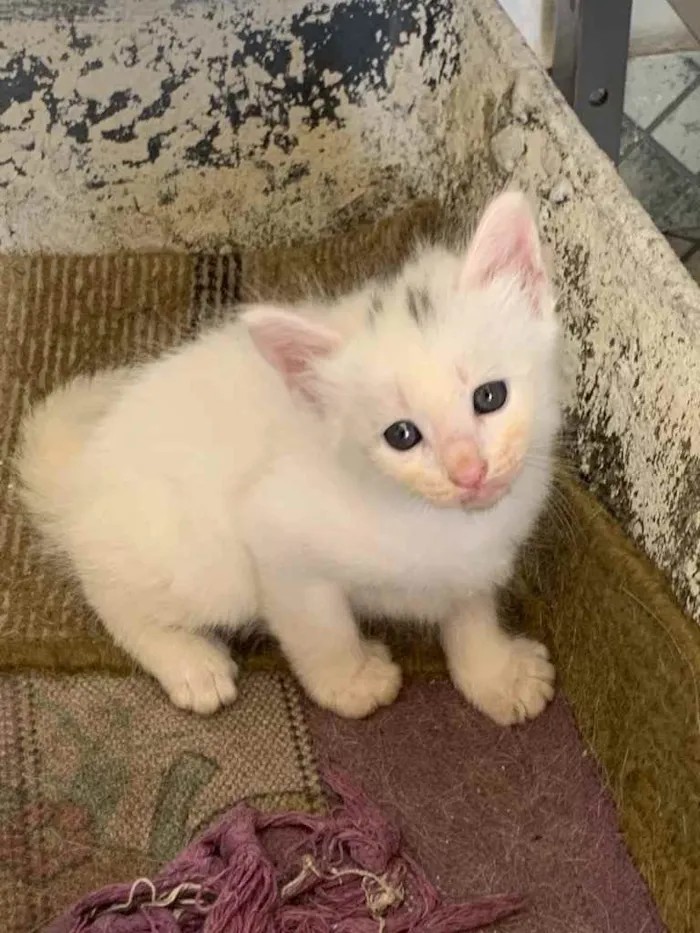 Gato ra a Sem raça especifica idade Abaixo de 2 meses nome Um macho e uma fêmea