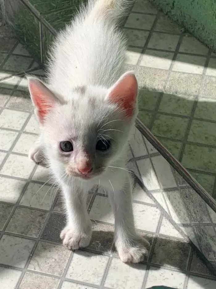 Gato ra a Sem raça especifica idade Abaixo de 2 meses nome Um macho e uma fêmea