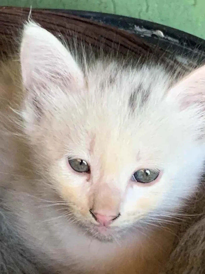 Gato ra a Sem raça especifica idade Abaixo de 2 meses nome Um macho e uma fêmea