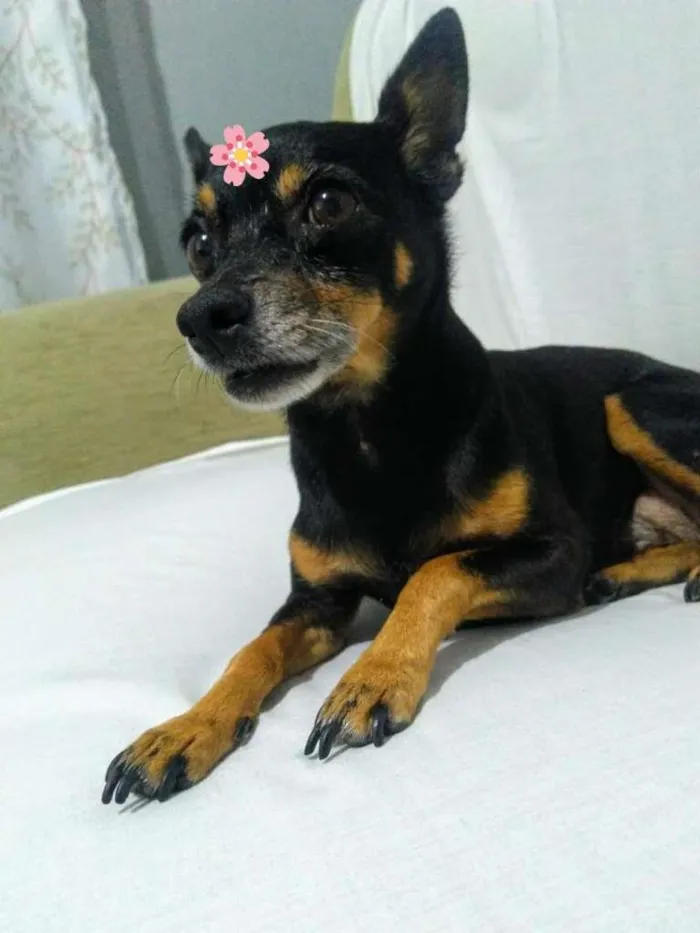 Cachorro ra a Pinscher idade 6 ou mais anos nome Susi GRATIFICA