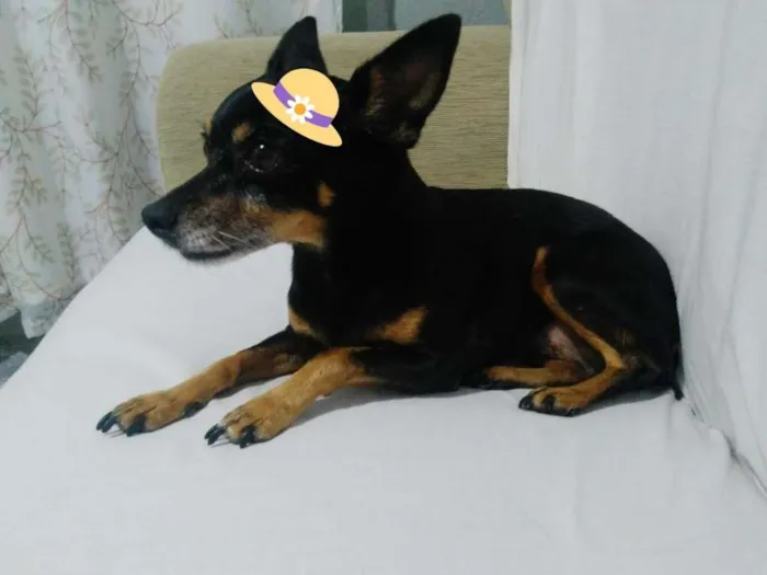 Cachorro ra a Pinscher idade 6 ou mais anos nome Susi GRATIFICA