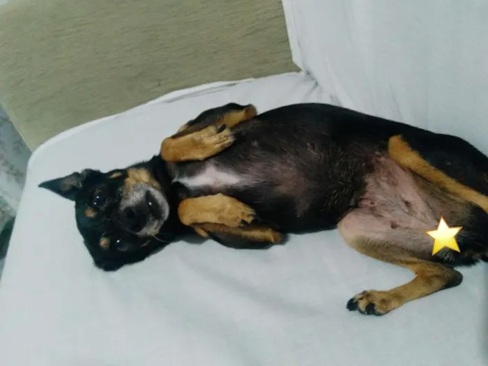 Cachorro ra a Pinscher idade 6 ou mais anos nome Susi GRATIFICA