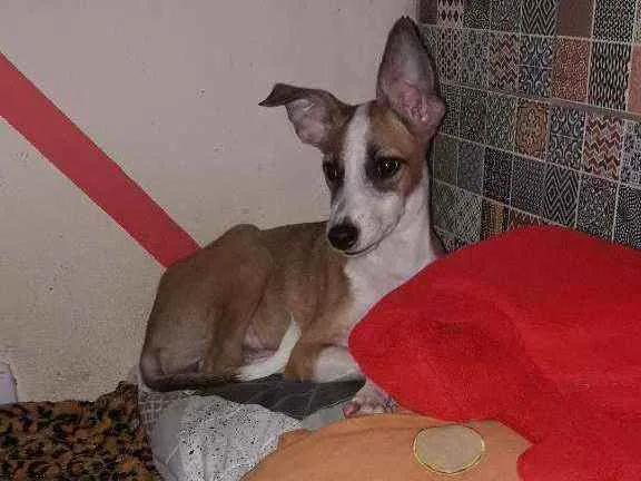 Cachorro ra a SRD idade 7 a 11 meses nome ZARA