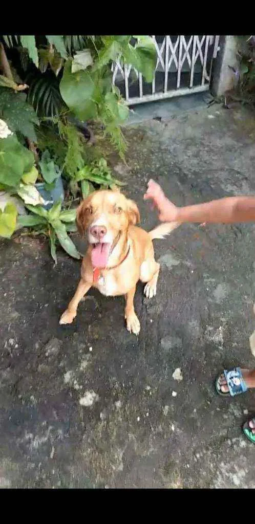 Cachorro ra a SRD idade 7 a 11 meses nome Vladimir